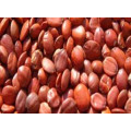 Spina Date Seed Extract /Jujuboside